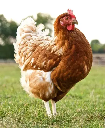 Vente Poule pour tous - 10h00 à 12h00