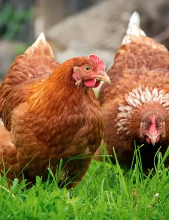 Pontivy - Vente Poule pour tous
