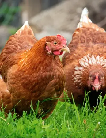 Pontivy - Vente Poule pour tous