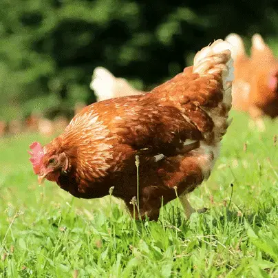 Pontivy - Vente Poule pour tous