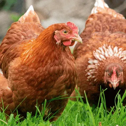 Pontivy - Vente Poule pour tous